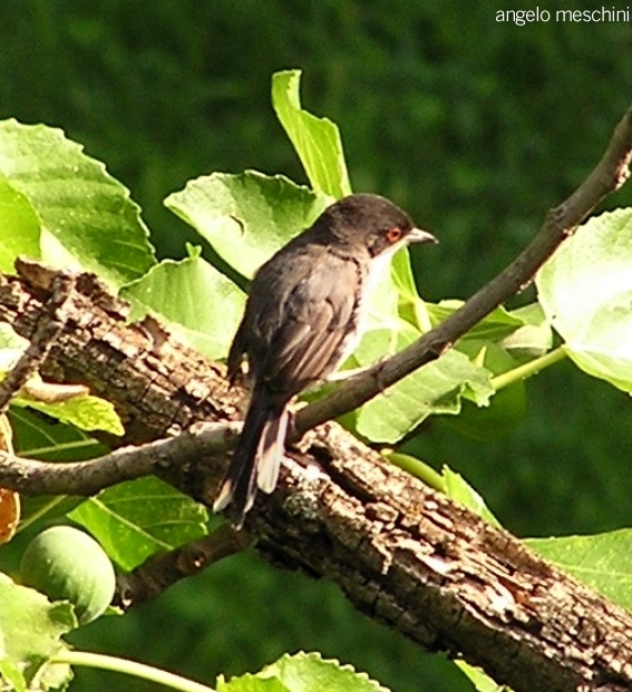 Occhiocotto - Sylvia melanocephala